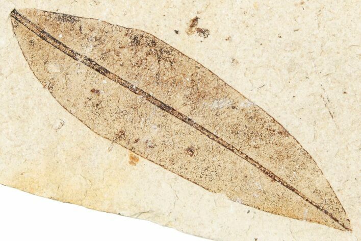 Fossil Leaf - France #254290